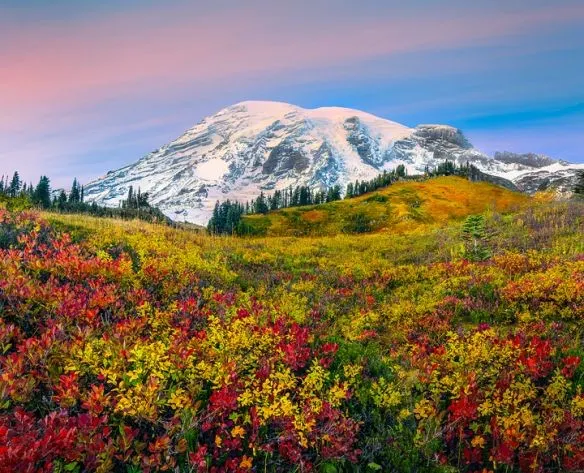 Autumn wildflower meadow beneath snow-capped Mount Rainier at sunset